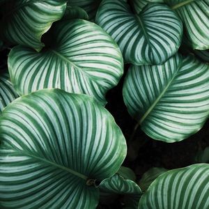 Meet your Posher, Adrianna